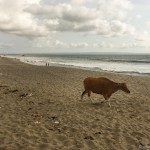Ja, das ist eine Kuh. Am Strand. Warum sollen die Menschen den auch ganz für sich haben?